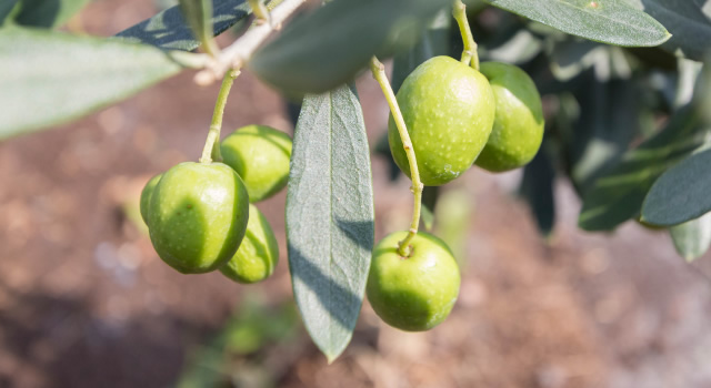 樹種が多彩 写真