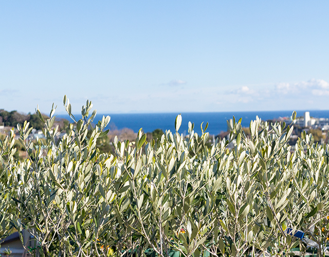 真鶴オリーブ園 写真1