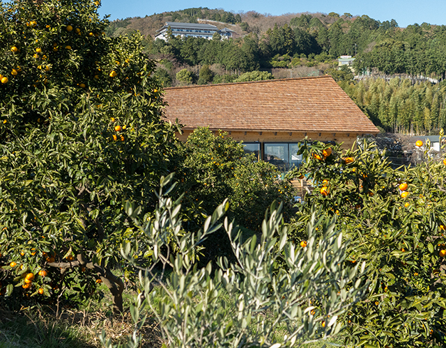 真鶴オリーブ園 写真2