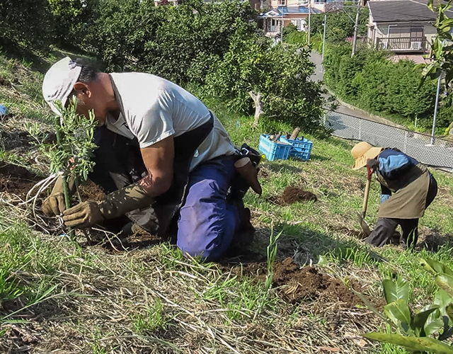 真鶴オリーブ園 写真4
