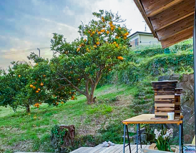 真鶴オリーブ園 写真5