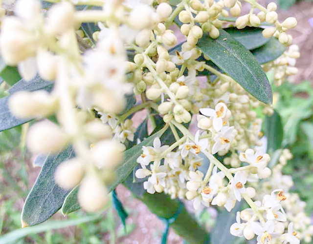 真鶴オリーブ園 写真6