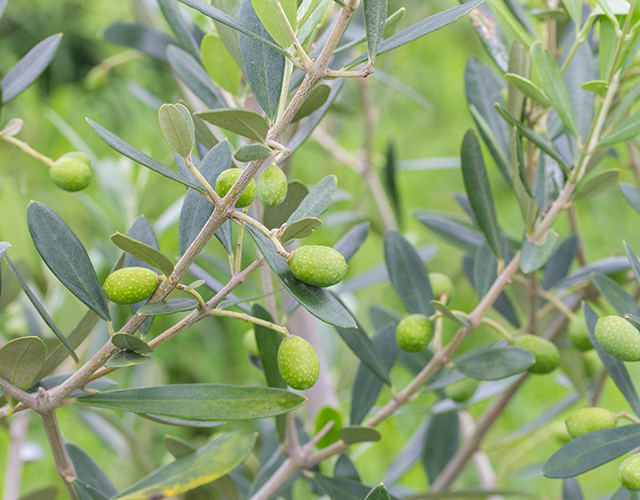 真鶴オリーブ園 写真7