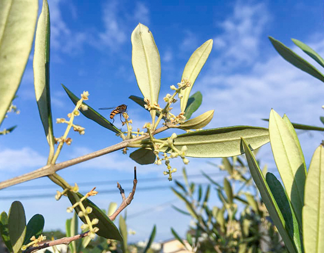 真鶴オリーブ園 写真10