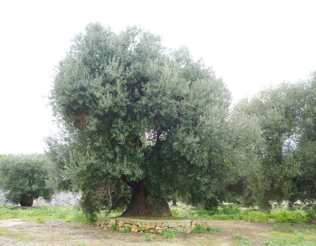真鶴オリーブ園 写真